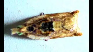 Family Tortricidae Moth