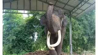 รอบ2ครับ ผลไม้หวานๆครับแม่จร้าแวะเมตตาป้อนผลไม้ด้วยนะครับ🥒🍌🍉🙏🐘