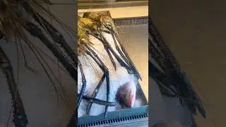 TIGER PRAWNS | ഇത്ര വലിയ TIGER PRAWNS ഫ്രൈ ചെയ്തു കഴിച്ചാലോ #tigerprawns#kannur#fish#kerala#fishinlg