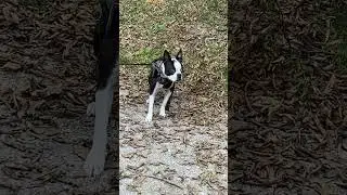 Unser Bosti Bailey probiert mal was &uuml;berraschend neues.