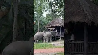 Beautiful Elephants wake up call at Chai Lai Ecolodge! elephants alarms. #love #cute
