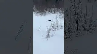 Hilarious Soul 😂 | Animals, Impromptu Moments, Coastal Beauty