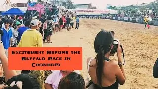 Excitement Before the Buffalo Race in Chonburi 2025 October