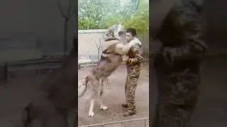 Afghan Kochi- The Number 1 Fighting Dog of Afghanistan #shorts