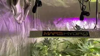mars hydro ts600 update