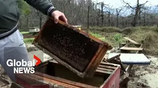 Thousands of bee hives destroyed across Chile by extreme weather, putting industry at risk