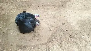 Pavas de navidad o guajolotes hembras raras