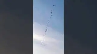 Flock of Birds Flying in the Sky | Beautiful Scenes from Hidd, Bahrain #birds #flockofbirds #bahrain