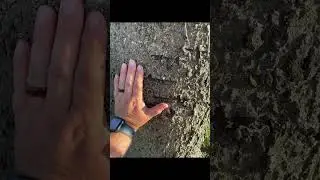 Dogman Caught on Camera: Photographic Proof from the Woods #dogman #dogmanranch #hauntedwoods