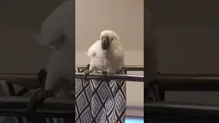 Jasper The cockatoo