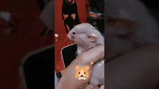 hamsters Avila TalhaBird's pets Shop DGkhan #birds #petaccessories #talhabirds #lahorepets