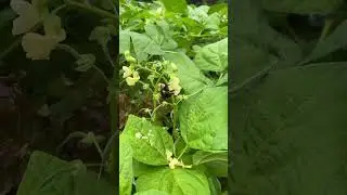 We love bees #garden #bees #pollinators #flowers #love #homestead #groweatrepeat #help #vegetables