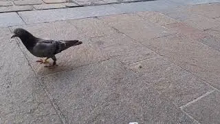Feeding a cute racing pigeon I see everyday on the way to work 💜