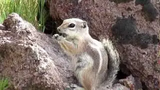 Cute tiny Squirrel of the Desert is not a Chipmunk