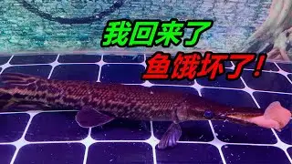 養了一群兇猛的觀賞魚，幾天沒給它們餵食，感覺魚都餓「瘋」了