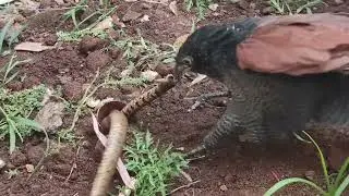The camera accidentally recorded thescene ofa lapwing catching cobra in anvenomous snake collection5