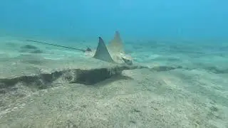 Scuba diving with rays in Fuerteventura