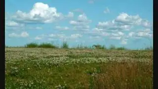Nature Sounds - Summer Meadow