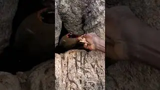The Baobab's hole is holding water to save Hadza during the drought