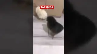 Don't miss it, subscribe😂 #приколы #смех #юмор #memes #мемы #ржака #shorts #смешно