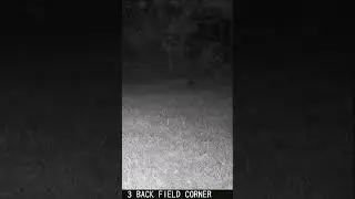 08 20 24 An opossum walks near the mineral block in the back field