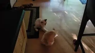 Manx kittens play fighting