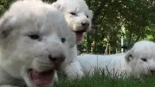 Four Newborn White Lion Cubs Born in Zoo