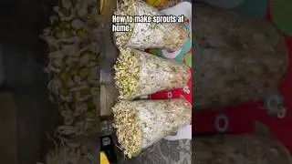 How to sprout green moong (mung) beans at home #shorts