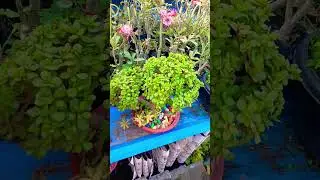 beautiful Jade plant topiary #gardening #grow with me #trending #viral #explore #YouTube# shorts