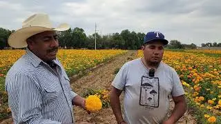 COMO SE PRODUCE LA FLOR DE CEMPASÚCHIL