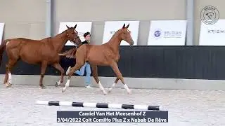 Camiel Van Het Meesenhof Z