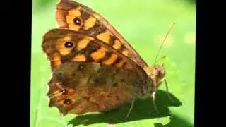 Pararge aegeria