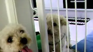 Tibby e Teddy   21032012