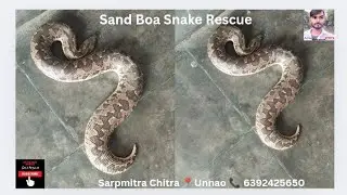 Big size Indian common sand boa snake rescue in Unnao #snake #sandboa #boa #snakerescue #unnao