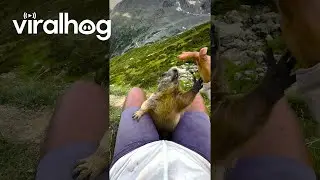Wild Marmot Climbs Swiss Mountain Hiker || ViralHog