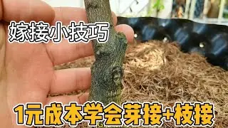 '甜皮金桔爆盆秘籍！1元成本学会芽接+枝接，阳台秒变果园！嫁接小技巧