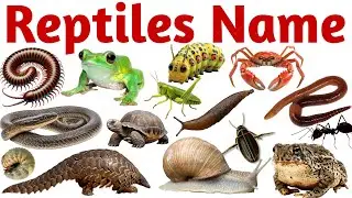 20 Reptiles Name for Kids | Learn Snake, Lizard, Turtle & More | Fun Reptile Learning with Pictures