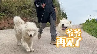 孙女留给爷爷养的萨摩耶，爷爷养不动了