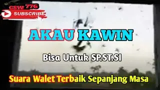 SUARA WALET AKAU KAWIN Yg Jadi Incaran Petani Walet - Terbukti Respon Semua Wilayah 👍