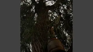 Pepper Tree Lady
