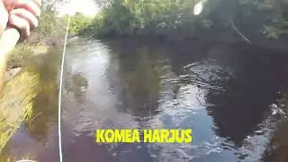 Komea harjus. Suuret naaraspuoliset harjukset kannattaa vapauttaa.
