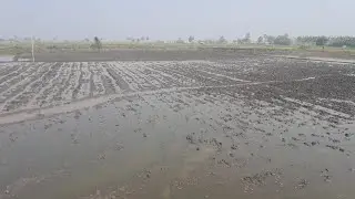ধান লাগনোর জন্য জমি তৈরী করা হচ্ছে @ACREGRO 