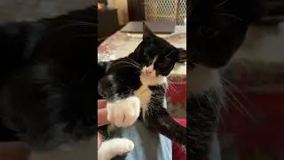 Cat Thought She Was Gonna Do Damage #cat