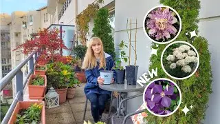 Planting New Climbers and A Dwarf Hydrangea On My Urban Terrace