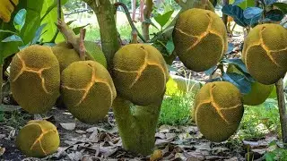 How to grow jackfruit tree from cuttings ,jackfruit tree sunlight requirements
