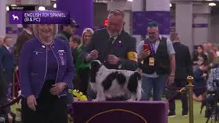 English Toy Spaniels (B & PC) | Breed Judging 2026