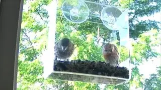 Testing Trail Cam! 🐦 Window Bird Feeder in Action #birdwatching