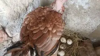 Hen hatching video ,eggs ,cute chicks, Murgi k chozy #hatching #chicks #egg #cutevideo 