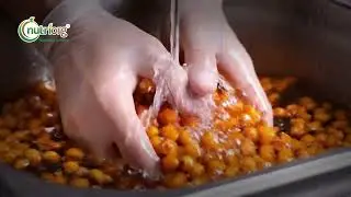 Sea Buckthorn: From Harsh Land to Life &mdash; A Powerful Journey of Nature & Resilience