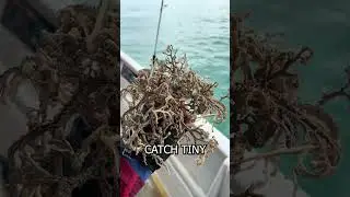 This Starfish Has Tentacles?! 🤯